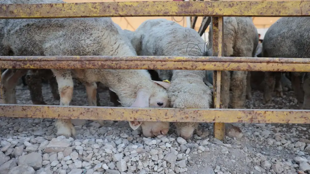 أمانة عمان: إزالة 133 حظيرة لبيع