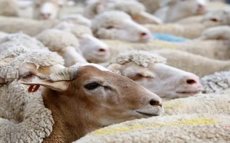 أمانة عمان: ترحيل 37 حظيرة عشوائية