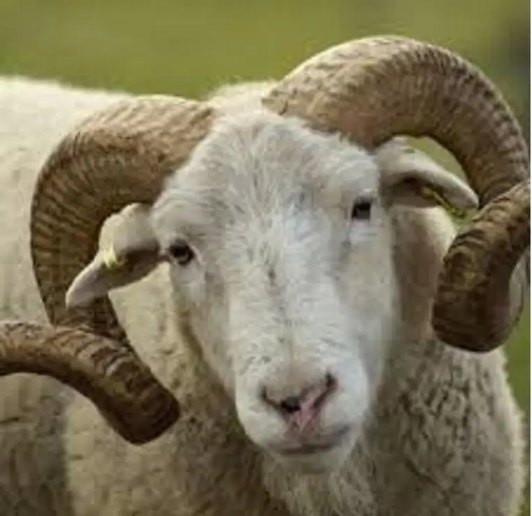 كبش ينطح فتى ويرديه قتيلا