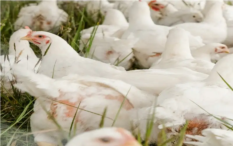 بعد تزايد الإصابات بإنفلونزا الطيور ..