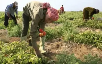 الأجواء الحارة تهدد بانخفاض غلة المحاصيل