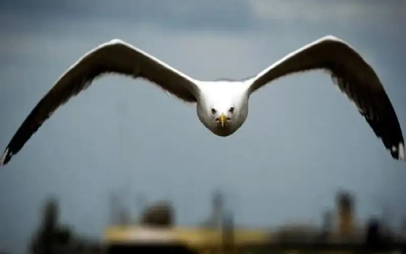 حملة للعثور على 100 نوع من