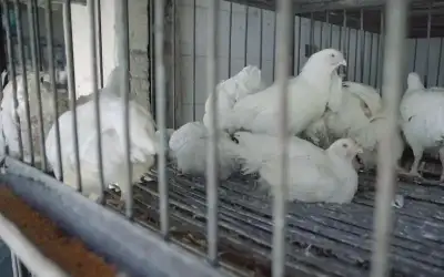 وزارة الصناعة: تحرير 210 مخالفات لمحلات