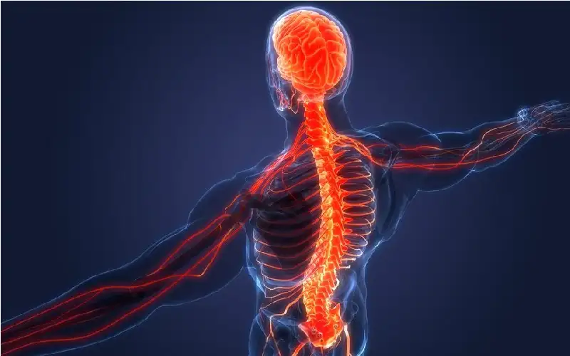 ما هو التهاب النخاع الشوكي المستعرض؟