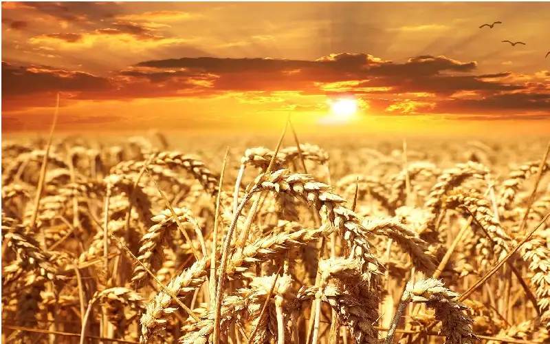 الجزائر تقترب من تحقيق الاكتفاء الذاتي