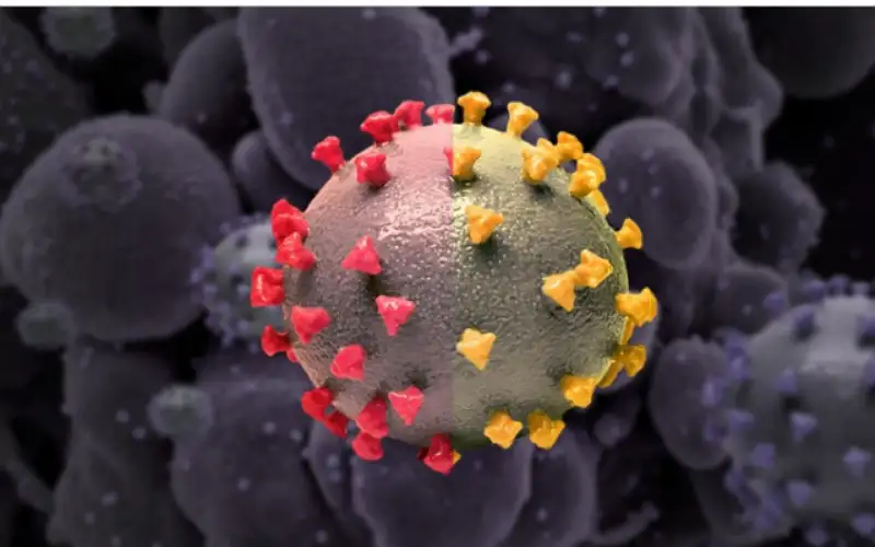 تحذير كورونا لم يختف .. ظهور