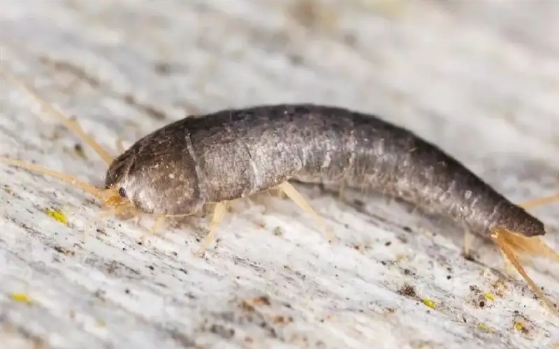 خبيرة نظافة تحذر من السمكة الفضية