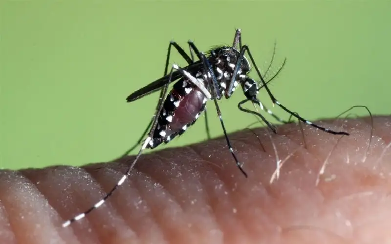 بعوضة النمر.. مشكلة تزعج باريس قبل