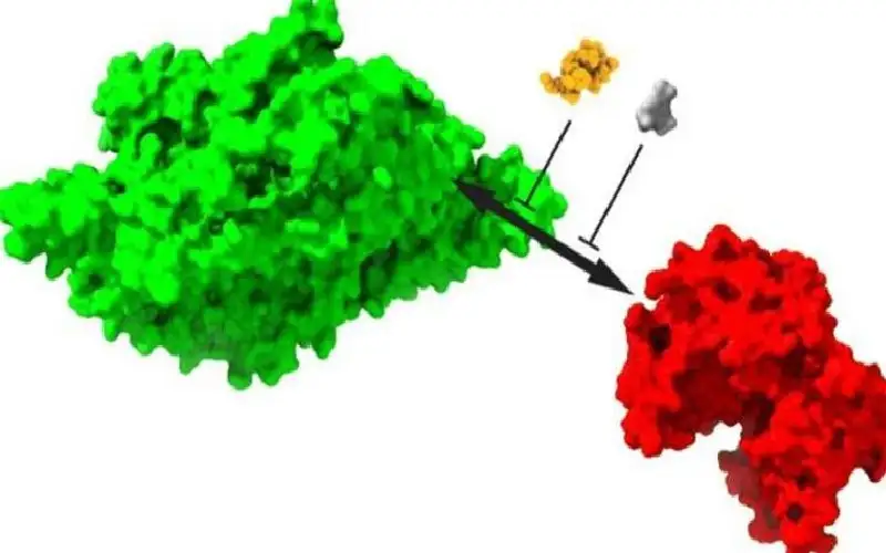 اكتشاف المادة التي تساعد على بقاء