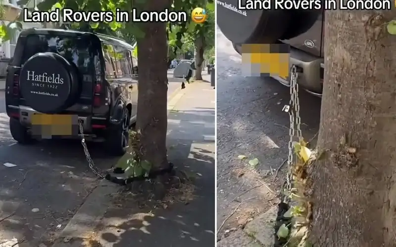 بشجرة.. . يحمي سيارته الفارهة من