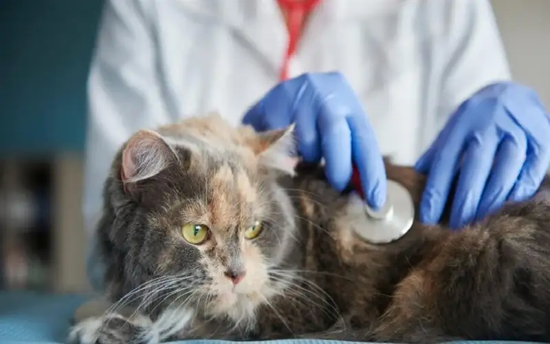 يحتجز جثة قطة رهينة لتحصيل تكاليف