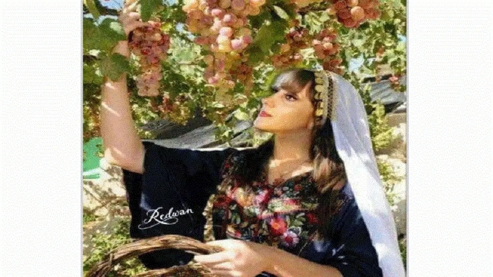 العنب في أغاني فيروز والأغنية العربية