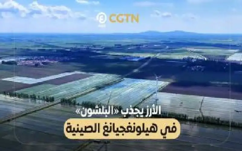 الأرز يجذب البلشون في هيلونغجيانغ الصينية