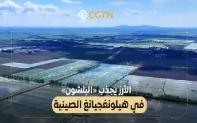 الأرز يجذب البلشون في هيلونغجيانغ الصينية