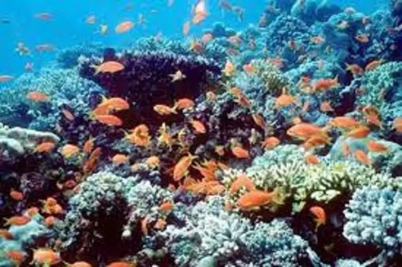 بحث إدراج ملف محمية العقبة البحرية