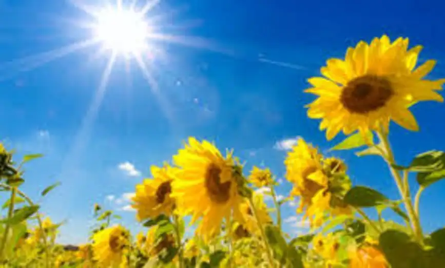 طقس حار اليوم وغدا وصيفي عادي