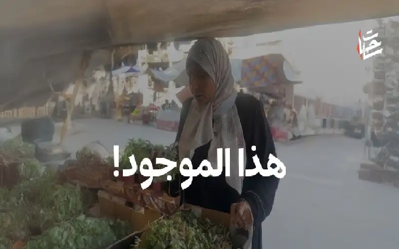 عشبة الرجلة.. هذا المتوفر في أسواق