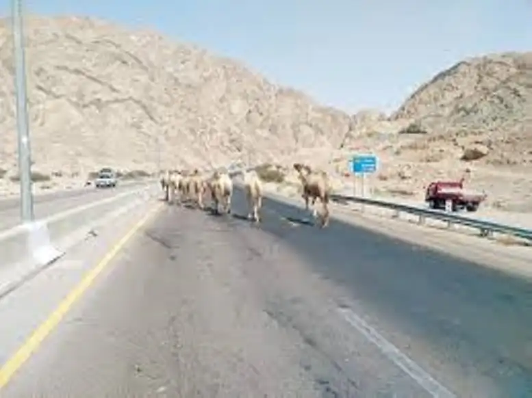 إبل سائبة في طريق وادي عربة