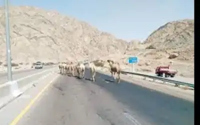 إبل سائبة في طريق وادي عربة