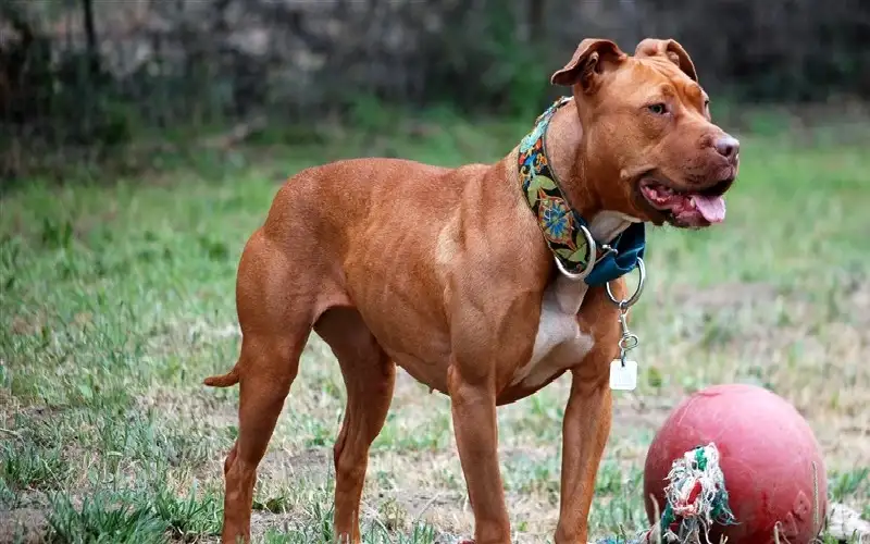 طفل شجاع ينقذ شقيقته من أنياب