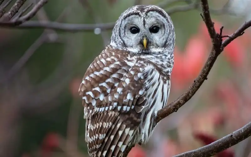 لماذا تريد أمريكا قتل نصف مليون