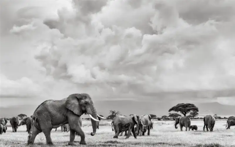 رحلة في كينيا.. بالأبيض والأسود
