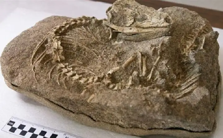 هيكل عظمي لسحلية عمرها 700 ألف