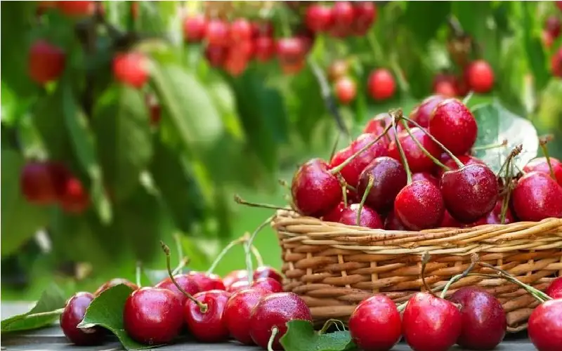 من بينها الكرز والكيوي وسمك السلمون..