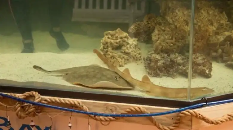 وفاة سمكة حملت بلا تشارك الحوض