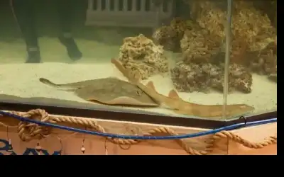 وفاة سمكة حملت بلا تشارك الحوض