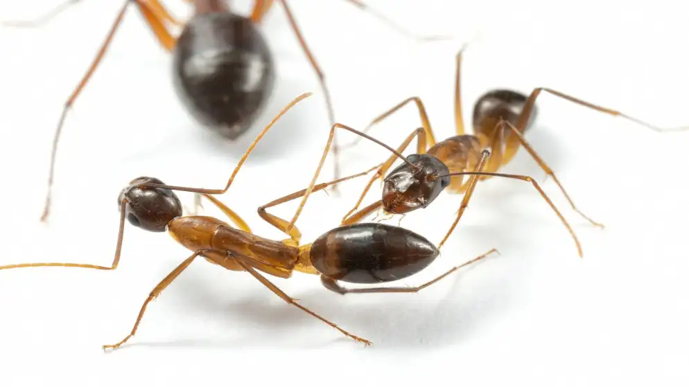 ليس البشر وحدهم.. النمل أيضا يجري