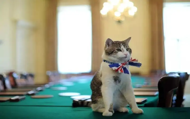 رغم كل أزماتهم المصيرية.. البريطانيون مشغولون