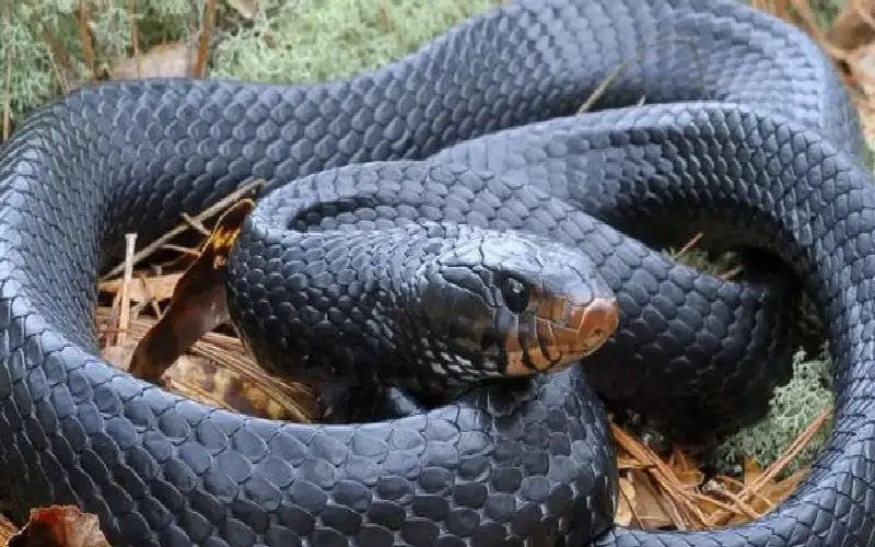 متداول.. انتقام غريب من رجل عض