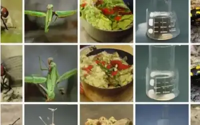 ذكاء اصطناعي يقرأ الأفكار ويحولها إلى