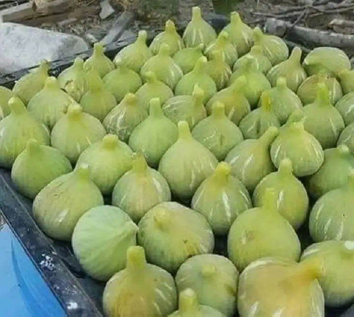 مذا تعرف عن التين .. ؟