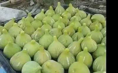 مذا تعرف عن التين .. ؟