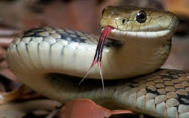 ثعبان يلقى حتفه بـ عضة بشرية