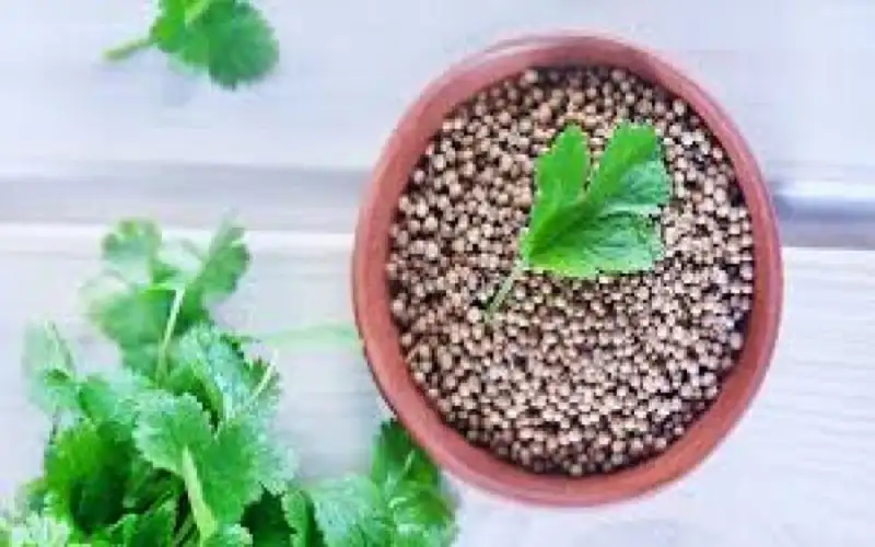 ماء بذور الكزبرة الدافئ .. السر