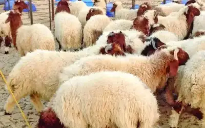 ارتفاع أعداد المواشي المستوردة للأردن 23%