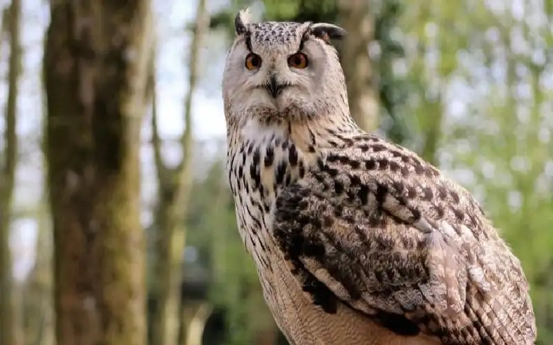 خطة أمريكية لقتل 450 ألف بومة..