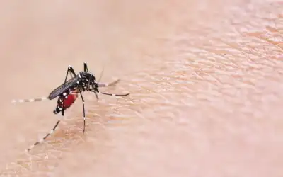 الصحة: مرض حمى النيل الغربي غير