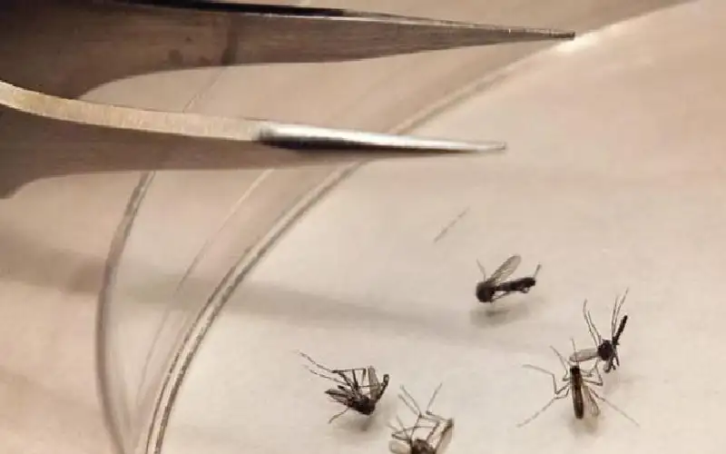 فيروس غرب النيل.. كل شيء عن