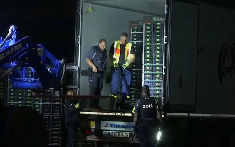 لصوص السلمون يسرقون 17 طنا من