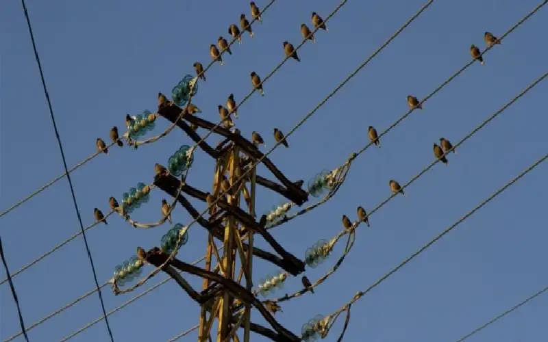 طائر خطر يغزو لبنان.. مهددا بضرب