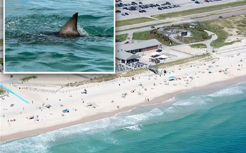 أمريكا تصبح عاصمة لهجوم أسماك القرش