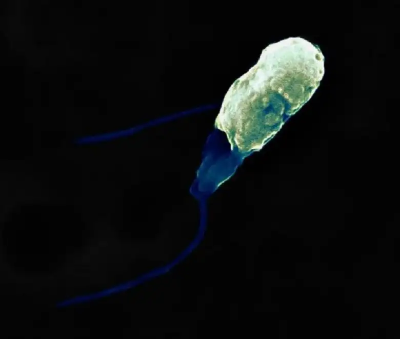 لغة مشتركة بين الطحالب والنباتات