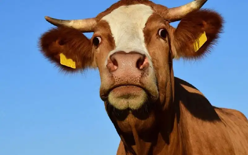 الحق على البقرة.. مواجهة بالأسلحة الثقيلة