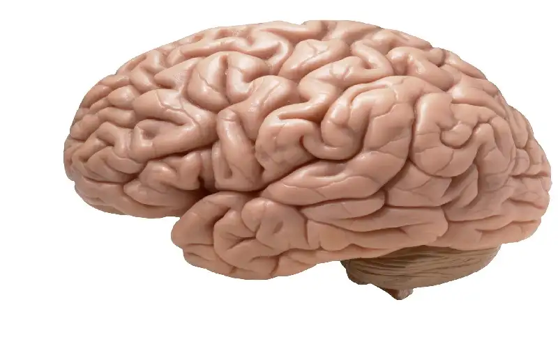 دراسة تكشف عن منطقة في الدماغ