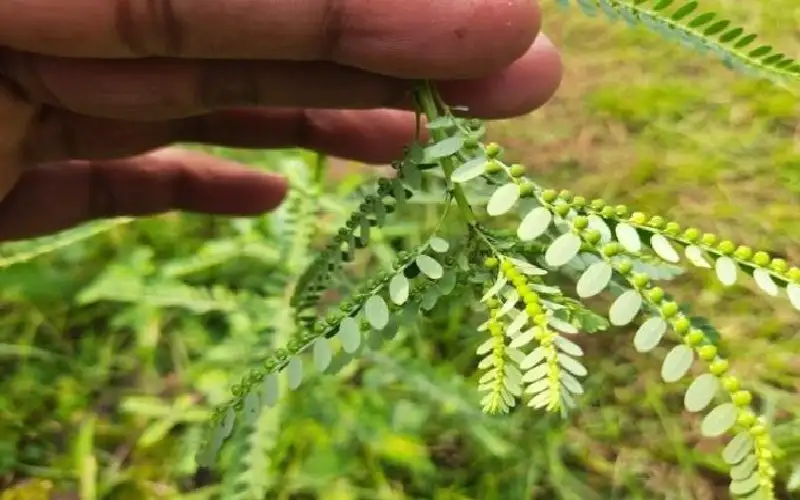 ما هي فوائد الأملج الصحية والجمالية..