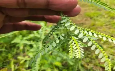 ما هي فوائد الأملج الصحية والجمالية..